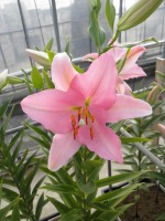 [1811 Pardini No01.JPG]